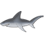 New_Shark_final_64